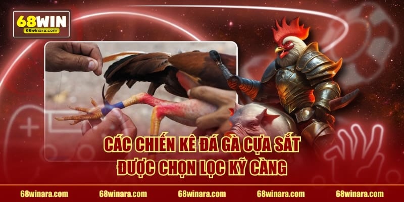 Các chiến kê đá gà cựa sắt được chọn lọc kỹ càng