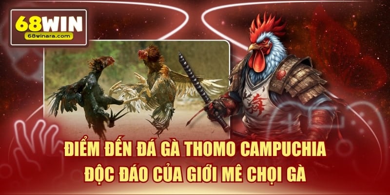 Điểm đến đá gà thomo campuchia độc đáo của giới mê chơi gà