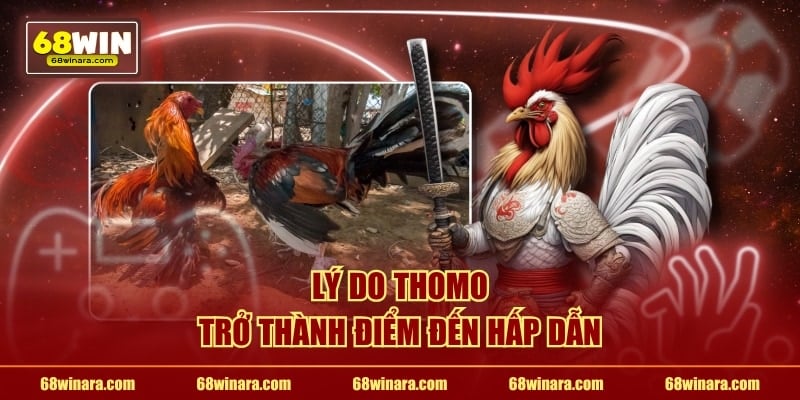 Lý do Thomo trở thành điểm đến hấp dẫn