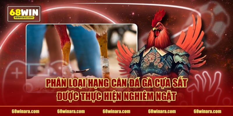 Phân loại hạng cân đá gà cựa sắt được thực hiện nghiêm ngặt