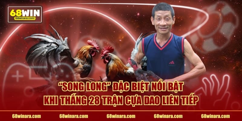 "Song Long" đặc biệt nổi bật khi thắng 28 trận cựa dao liên tiếp