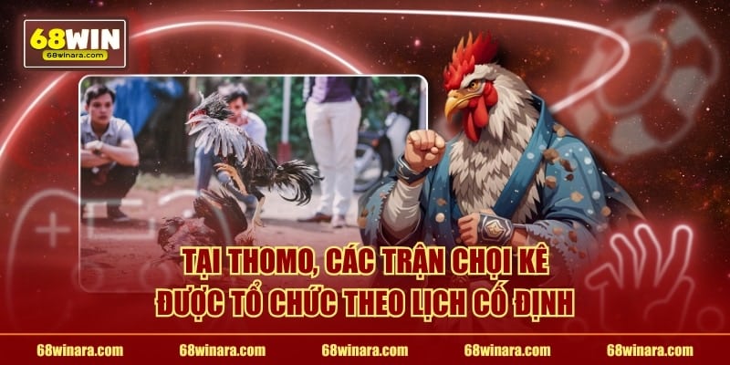 Tại Thomo, các trận chọi kê được tổ chức theo lịch cố định